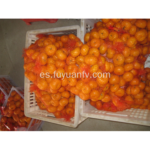 Calidad Estándar de Exportación de Mandarina de Bebé Fresco